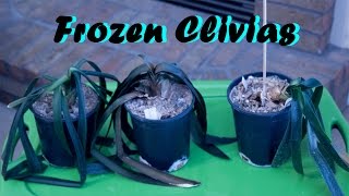 Frozen Clivias