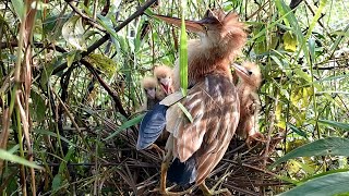 Mother Is Forced To Drop Food By The Chicks Till Her hair Comes Out