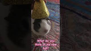 what do you think of his new hat? #animals #funny #youtubeshorts