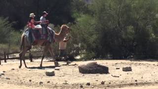 Camel ride1