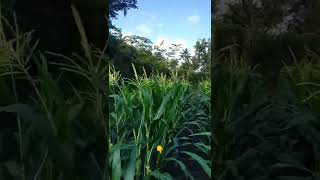 Growing corn plants