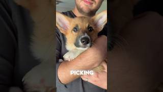 3 Things To Do When Selecting A Puppy!!