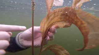 MAISRC | Restoring native aquatic plant communities from invasion