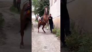 Energetic and attractive horse🔥|اسب پر انرژی جذاب🔥#animals #horse #cavalo #اسب #حصان