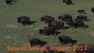 Saskatchewan, bisons