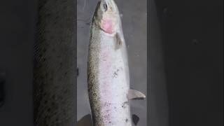 fishing and release #steelhead #fish