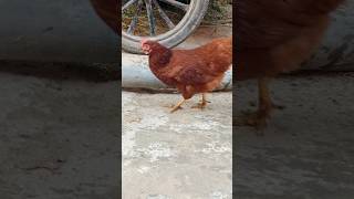 Punjab Cute baby hen aseel #music #beats #art #instrumental #track #birds #rap #rapartist #rapgroup