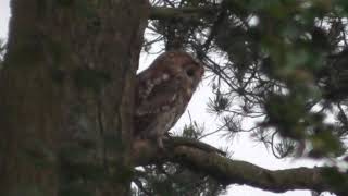 Tawny Owl in the Rain.      18