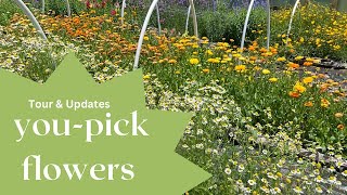 You-Pick Flower Farm tour & updates!