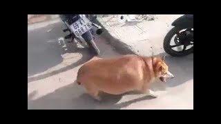 Animals Are Funny Sometimes - Fat Pets