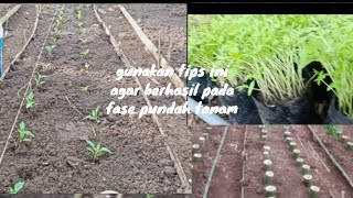 GUNAKAN CARA INI UNTUK PINDAH TANAM CABE DAN TOMAT