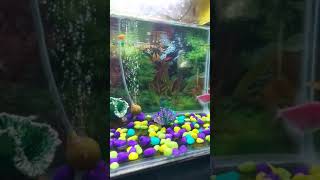 Fish Aquarium | Tetra | Zebra | Guppy | Cardinal | SHORTS#