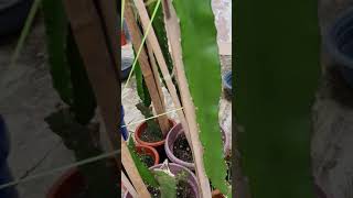 Building a dragon fruit trellis