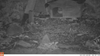 Dinsdale, Roddy, and Gene. Hedgehog TrailCam cam#1 23/10/2016