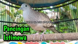 perkutut lokal gacor pancingan istimewa manjur