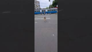 akıllı sokak köpeği trafik lambasına göre hareket ediyor