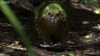 kakapo - the fattiest parrot