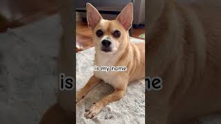 What is my name? #dog #chihuahua #dogshorts #dogmemes #shorts