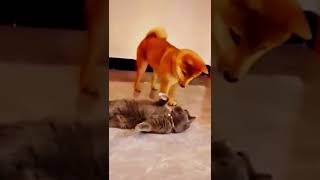 Funny Animals Video 2022🔥😍Cringe Compilation Cats|New Tiktok Memes