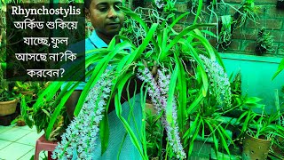 Rhynchostylis গাছ গরমে dehydrated হচ্ছে?মারা যাচ্ছে?ফুল আসছেনা? কি করবেন? @SandipOrchid #foxtail