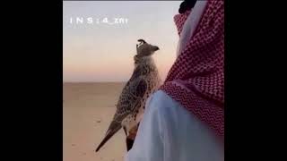 شيله انا مثل صقار تولع بحب الطير😴👋.