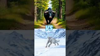 Black bull VS wild animals(leopard, ram, lion).#shorts #animals #bull