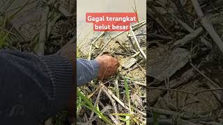 gagal terangkat belut besar #mancing #belut #macingbelut #ngurekbelut