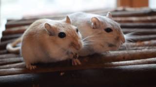 Gerbils Eating Seeds