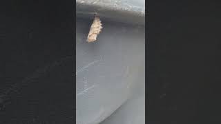 Part 4 - Trash butterfly survived a garbage truck attempted homicide