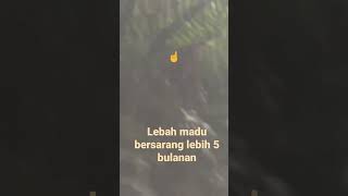 sudah terlanjur nyaman! lebah 5bulan  GK mau pindah meski sudah di panen beberapa kali!! #videoviral