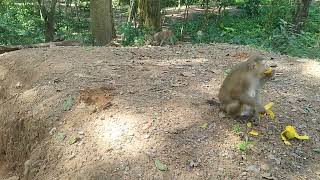 Young Brady walk after Mama Rose when Cross Road to Eat Fruits   on Nov2,2024.G-Maz.2311.Ambers