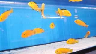 Labidochromis yellow