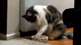 Cats Eating With Their Paws