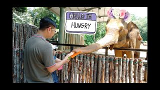 Liburan sekolah,nyuap gajah zoo Malaka