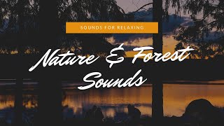 nature sounds | forest sounds | birds singing sound of water |  relaxing forest waterfall nature