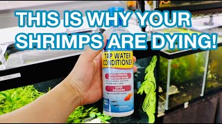 DYING FRESHWATER SHRIMPS