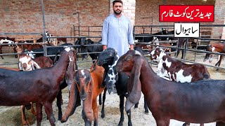 Sahiwal Beetal Goats - Best Quality Goats Of Modern Goat Farm Sahiwal 2023