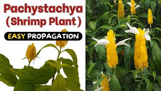 Pachystachys lutea - Quick Shrimp Plant Propagation