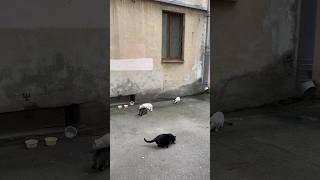 Feeding Homeless Cats in Russia