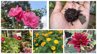 My terrace garden update! Rooftop gardening! Leaf mould (Black gold)