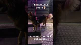 Tyson🐕 Ready to Walk👟👞