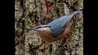 Nuthatch #birds #birdsvideo #tinybirds