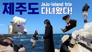 [V-LOG] 제주도 2박3일 여행 브이로그(라고 쓰고 알파카 귀여워하는 영상이라고 읽는)