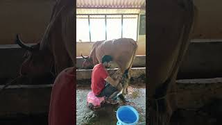 Aj hamne दूध nikala 🐮🐄💦🥛#konkan #vlogs #vlog #ratnagiri #cow #milk #cowfarm #farming #farm #work #on