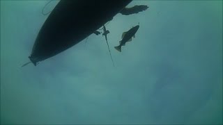 Pollock fishing from a kayak in Ireland