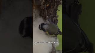 Blue tit uses sheep wool for her nest #funnyshorts #cuteanimals #wildanimals