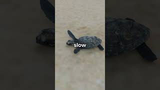 Why Are TURTLES So SLOW? 🐢