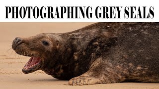 PHOTOGRAPHING GREY SEALS ON THE NORFOLK COAST