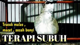 trucukan gacor TARUNG EMOSI BUAT pancingan trucukan agar bunyi JADIKAN burung trucukan gacor ropel