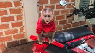 Cute Monkey Ella Have Fun Like Cling And Climb